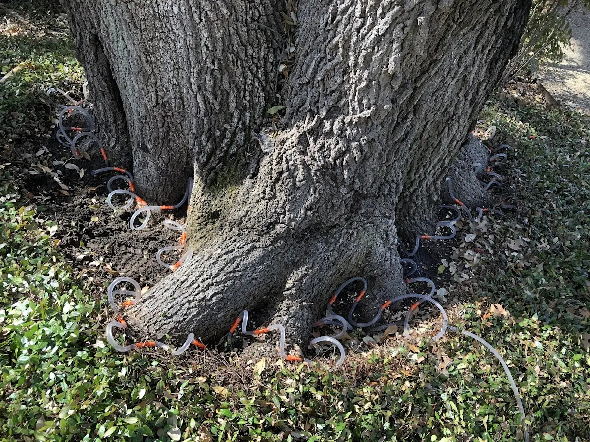 Detailed Tree Cabling and Bracing job site in White Bluff